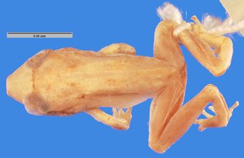 Media type: image; Herpetology A-10610